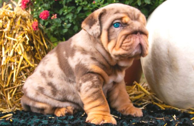 Planet hotsell merle bulldogs